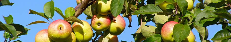 pralle reife Äpfel