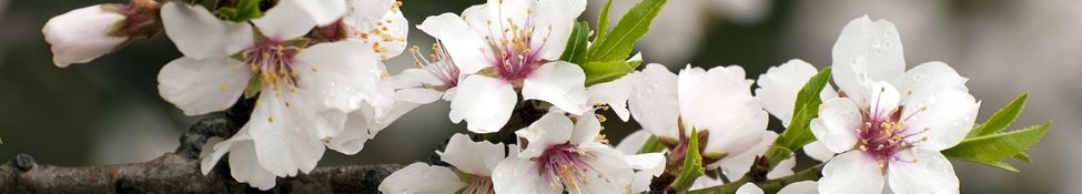 Kirschblüten