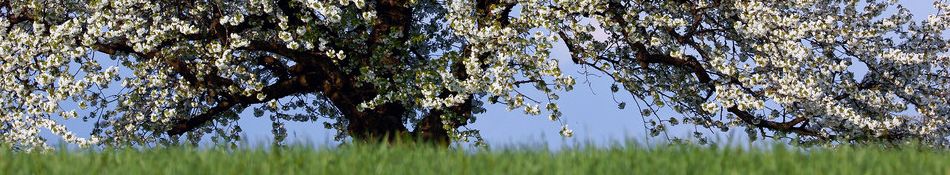 Apfelbaum in voller Blüte