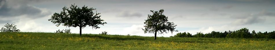 Bäume am Horizont